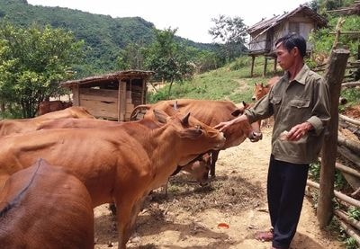 'Vua bò' ở Huồi Pốc