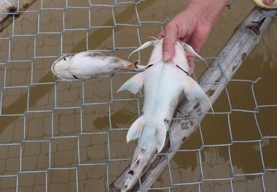 Cá lồng đặc sản chết hàng loạt ở Tương Dương