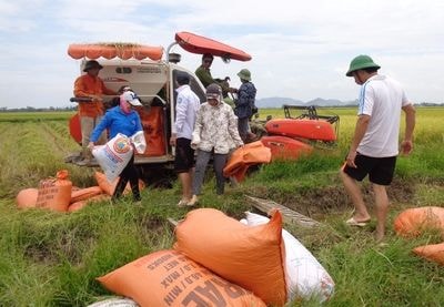 Gặt lúa hè thu 'né' lụt ở Hưng Nguyên