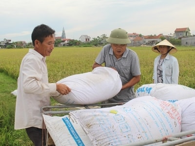 Quỳnh Lưu: Lúa hè thu đạt năng suất 5 tấn/ha