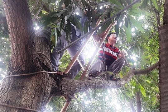 Leo lên cây xoài, trộm đột nhập tiệm vàng lấy trang sức tiền tỉ