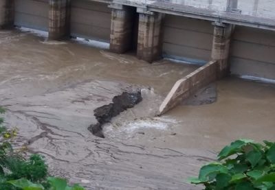 Đã xác định nguyên nhân cá đặc sản chết hàng loạt ở Tương Dương