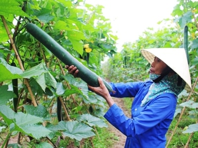 Vụ đông ở Quỳnh Lưu cho thu hơn 40 tỷ đồng/năm