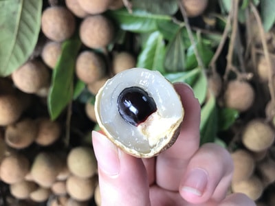 Ba thời điểm ăn nhãn lồng ngon nhất