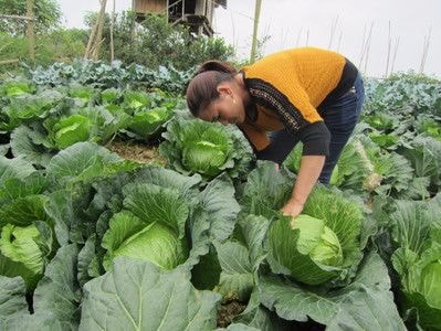 Quỳ Châu:  Tìm đầu ra cho rau vụ đông