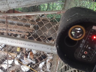 Cô giáo vùng cao cho gà nghe nhạc