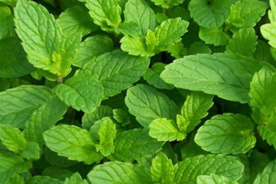 3 loại rau thơm làm suy giảm 'bản lĩnh đàn ông'