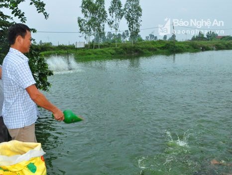 Mỗi năm Nghệ An có gần 10 ha nuôi cá rô phi VietGap