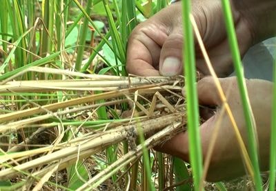 Kỳ Sơn: Lúa rẫy chết hàng loạt đe dọa an ninh lương thực