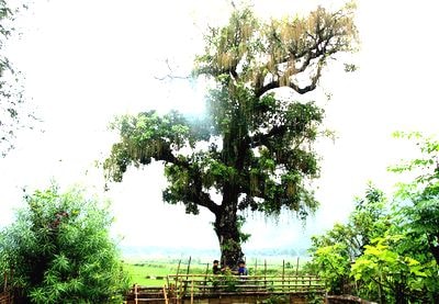 Cây lộc vừng cổ thụ giá gần nửa tỷ không bán