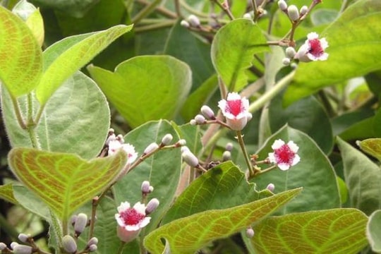 Cỏ sữa lá nhỏ - khắc tinh của mụn nhọt