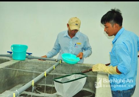 8 tháng Nghệ An sản xuất 1,2 tỷ con tôm giống