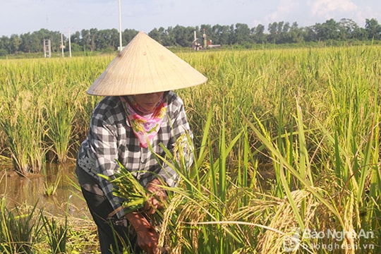 Hiểm họa từ những ruộng lúa tái sinh