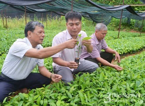 Nghệ An ươm 12 vạn giống cây quế đặc hữu