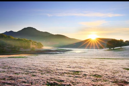 Chiêm ngưỡng mùa cỏ hồng đẹp như tranh vẽ ở Đà Lạt