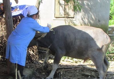 Hàng chục trâu, bò bị chết do dịch tụ huyết trùng ở huyện vùng cao