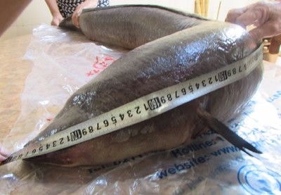 Cá lệch 'khủng' nặng gần 22 kg ở Con Cuông