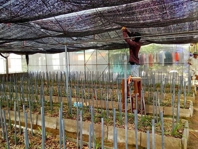 Nông dân Quỳnh Lưu trồng rau, hoa Đà Lạt