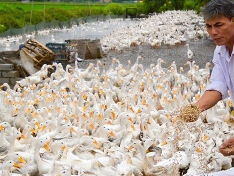 Chúa vịt mỗi ngày nhặt cả... bao tải tiền