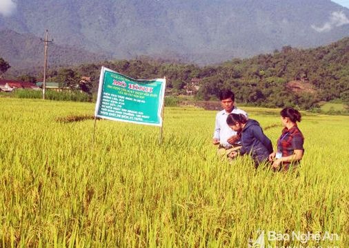 Con Cuông đầu tư trên 400 triệu đồng xây dựng mô hình cánh đồng mẫu lớn