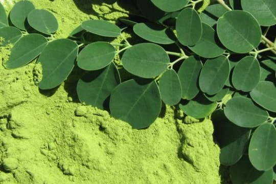 Rau chùm ngây và những giá trị dinh dưỡng cao