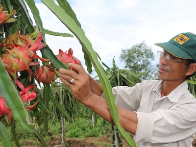 Nông dân Đô Lương trồng thanh long ruột đỏ thu nhập hơn 150 triệu đồng/ha