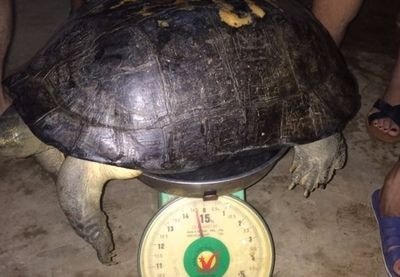 Nghệ An: Bắt được cụ rùa 'khủng' trăm tuổi bò trên đường