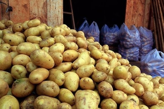 Khoai tây Trung Quốc nhập về Đà Lạt giảm