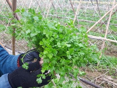 Trồng mùi xen mướp đắng thu 140 triệu/ha