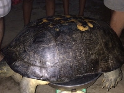 Rùa 'khủng' trăm tuổi được thả về tự nhiên