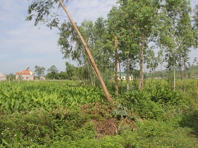 Vụ trưởng thôn tự ý bán đất: Sai phạm tràn lan