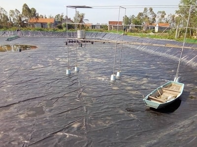 Cải tạo ao đầm chuẩn bị thả tôm vụ 3