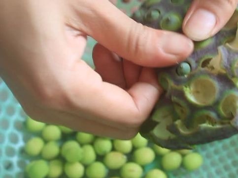 Bất ngờ với công dụng tẩy da chết hiệu quả của hạt sen