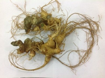 Cảnh báo 'ma trận' sâm Ngọc Linh giả