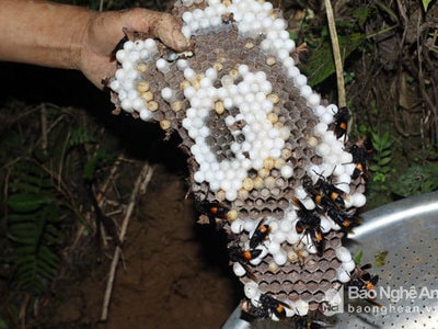 Trai bản hà khói cho ong ngủ để lấy nhộng