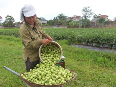 Trồng cà thu nhập 40 triệu đồng/sào