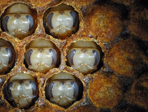 Tìm ra bí mật khiến ong mật thành ong chúa