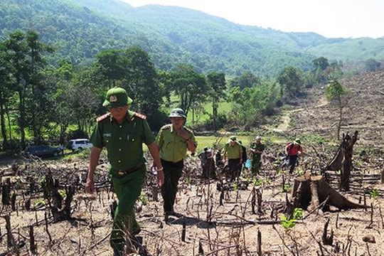 Thủ tướng yêu cầu điều tra vụ phá rừng quy mô lớn ở Bình Định