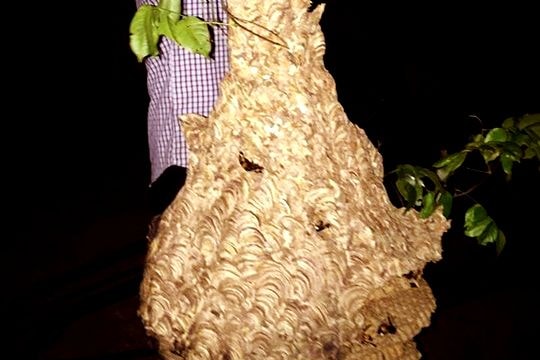 Hấp dẫn món 'tó tàu' từ nhộng ong đất của người Thái Nghệ An