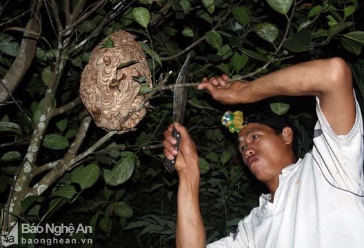 Trai bản dùng lá nút tổ, tay không bắt ong vò vẽ