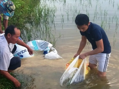 'Chuyên canh' cá trên ruộng lúa ở Hưng Nguyên