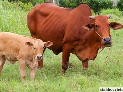 Đầu mùa mưa cảnh giác bệnh chướng hơi dạ cỏ ở gia súc