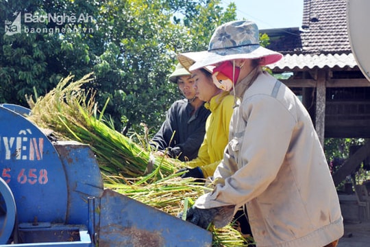 Rộn rã ngày mùa ở bản tái định cư