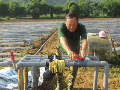 Con Cuông xây dựng 1,5 ha rau an toàn theo hướng VietGap