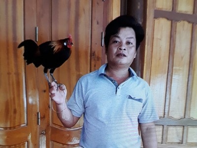 Thầy giáo dùng gà tre để thuần hóa gà rừng