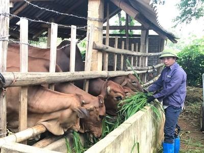 Trồng cỏ nuôi bò cho thu nhập cao