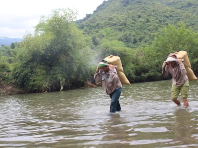 Người dân vượt núi, băng suối, gùi lúa về bản