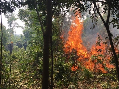 Cháy rừng lim ở khu vực giáp ranh Nghệ An - Thanh Hóa