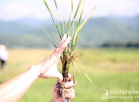 Nông dân vùng cao lo mất trắng vụ mùa vì bệnh lùn sọc đen