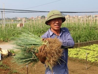 Nông dân Nghệ An thu hoạch rau chạy bão số 10